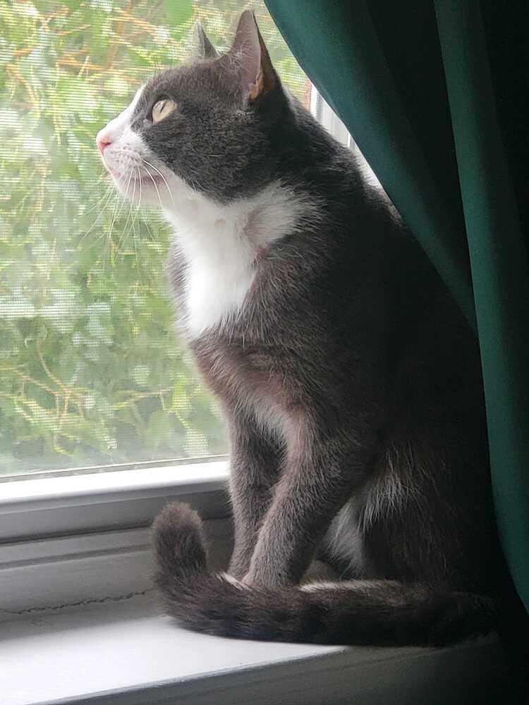 Petey - Domestic Short Hair