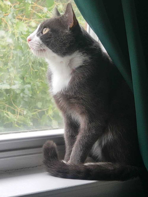 Petey, Domestic Short Hair / Mixed