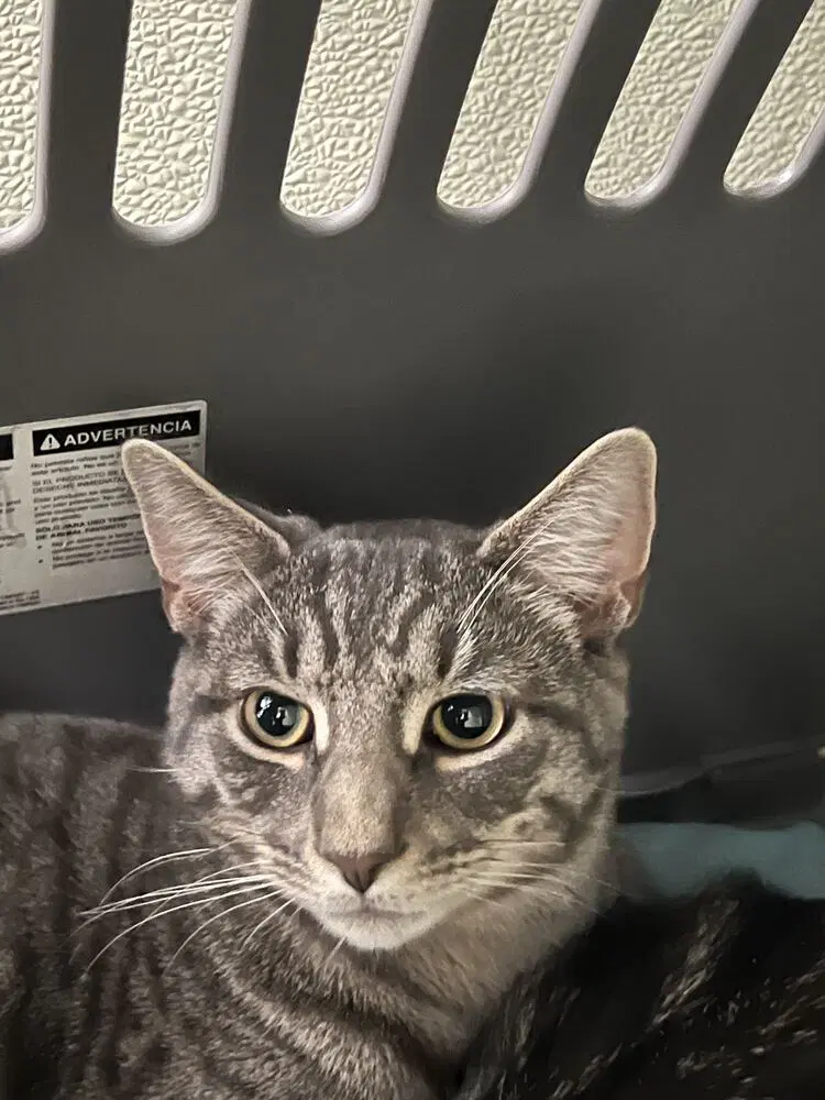 Tiger - Domestic Short Hair