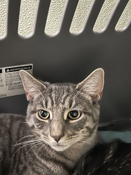 Tiger, Domestic Short Hair / Mixed
