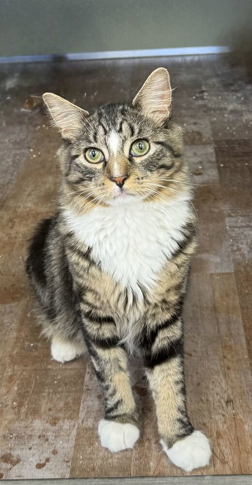 Harry, Domestic Long Hair / Mixed