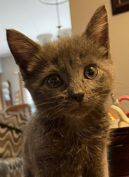 Earl Grey, Domestic Short Hair / Mixed