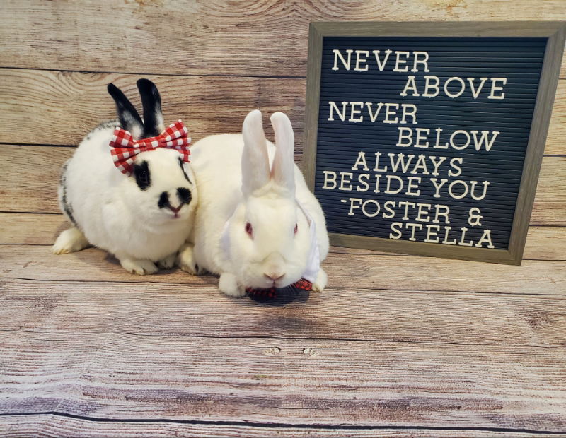 adoptable Rabbit in Columbus, OH named Stella