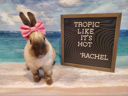 Rachel, a rabbit for adoption from Ohio House Rabbit Rescue, Inc.