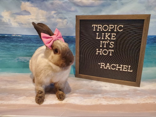 Photo 2 of Rachel