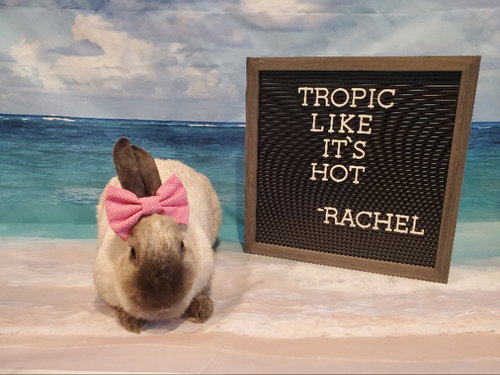 Photo 4 of Rachel
