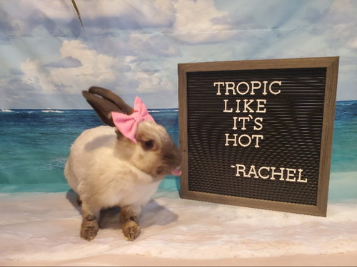 Photo 5 of Rachel