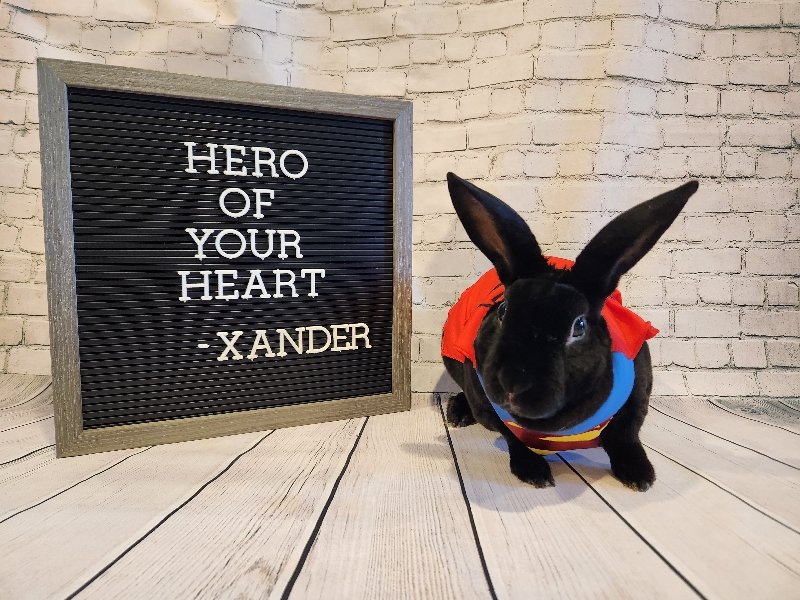 adoptable Rabbit in Columbus, OH named Xander