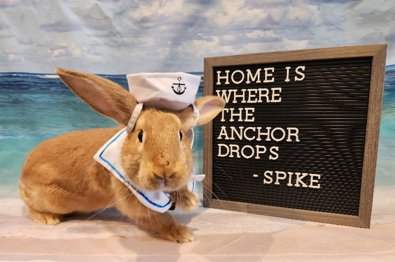 Rabbits, bunnies and parakeets need homes for the holidays: Cleveland APL  Pets of the Week