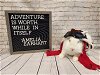 adoptable Rabbit in columbus, OH named Amelia Earhart