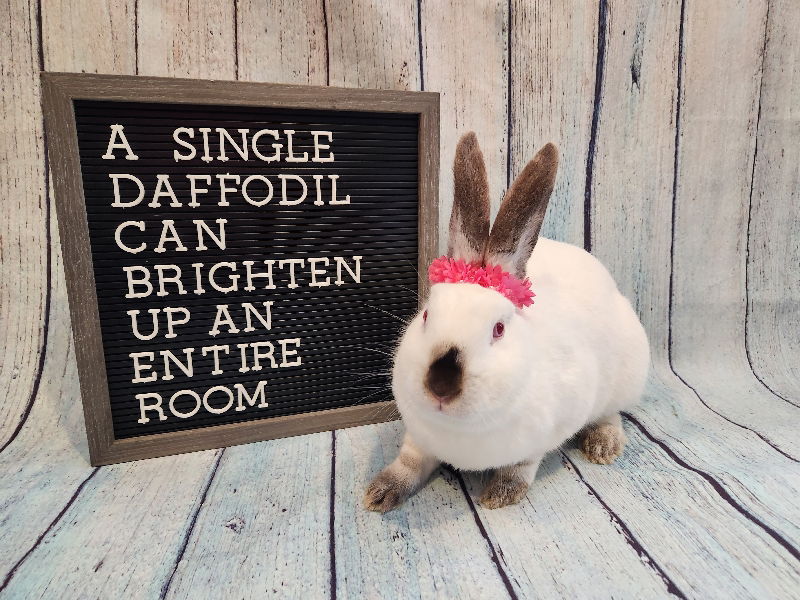 Adoptable Bunnies - Ohio House Rabbit Rescue