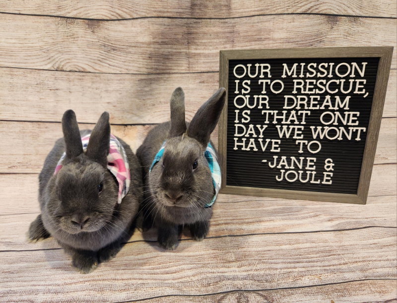 Rabbit adoption in Columbus, OH 43214 Dwarf / Mixed Rabbit "Jane"