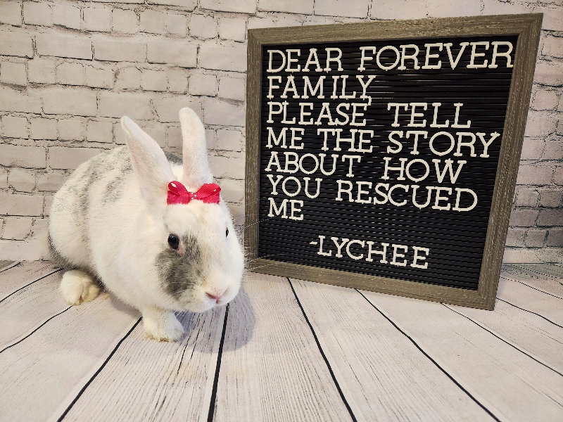 Rabbit adoption in Columbus, OH 43214 Harlequin Rabbit "Lychee"