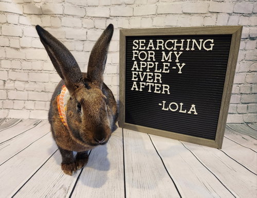Lola