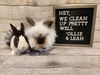 adoptable Rabbit in  named Leah