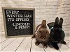 adoptable Rabbit in columbus, OH named Lincoln