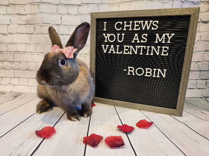 adoptable Rabbit in Columbus, OH named Robin
