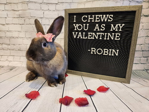 ROBIN - New Zealand available for adoption