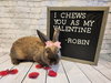 Robin - Photo 2