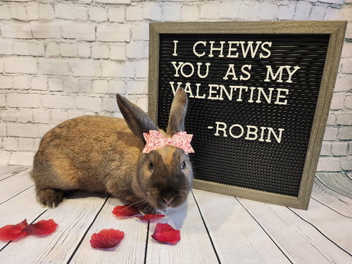 ROBIN - New Zealand available for adoption