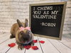 Robin - Photo 3
