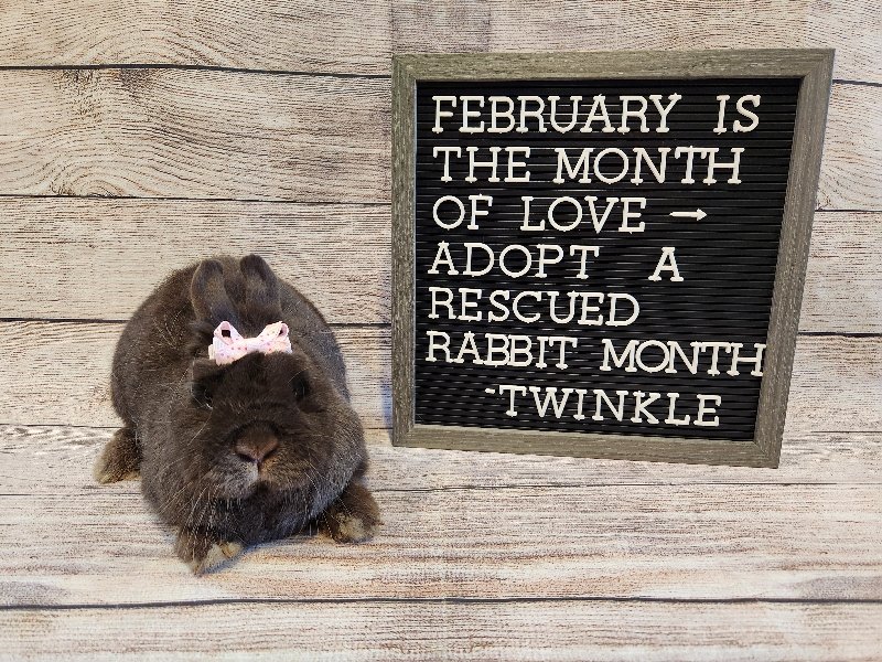adoptable Rabbit in Columbus, OH named Twinkle
