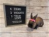 adoptable Rabbit in columbus, oh, OH named Chloe