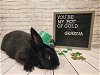adoptable Rabbit in  named Serena