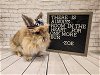 adoptable Rabbit in columbus, OH named Zoe