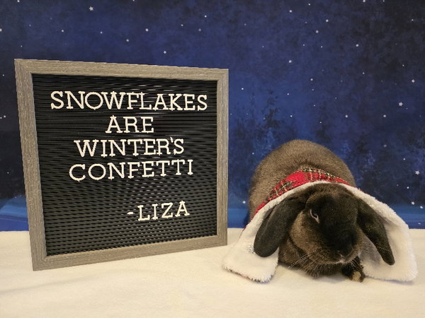 Liza