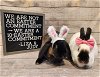 adoptable Rabbit in  named Liza