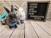 adoptable Rabbit in columbus, oh, OH named Charlotte