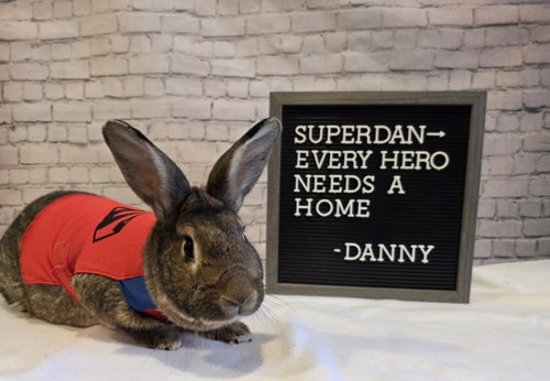 DANNY - New Zealand available for adoption