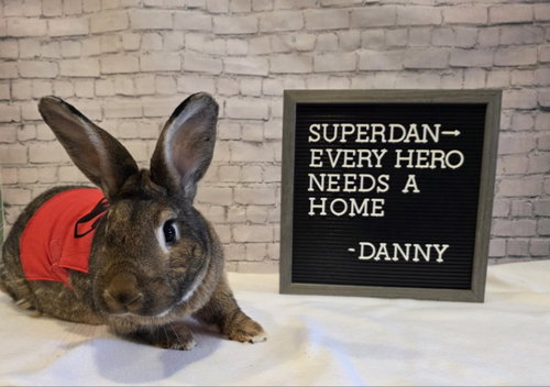 DANNY - New Zealand available for adoption