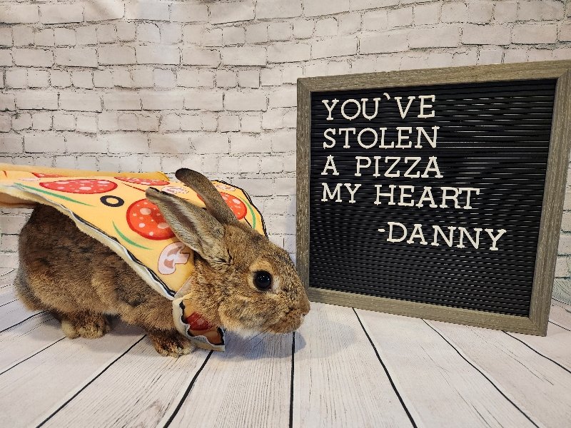 adoptable Rabbit in Columbus, OH named Danny