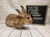 Danny - Photo 3