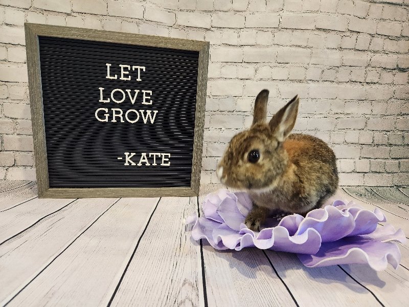 adoptable Rabbit in Columbus, OH named Kate