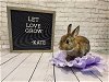 adoptable Rabbit in columbus, OH named Kate
