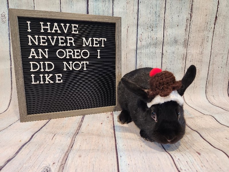 adoptable Rabbit in Columbus, OH named Oreo