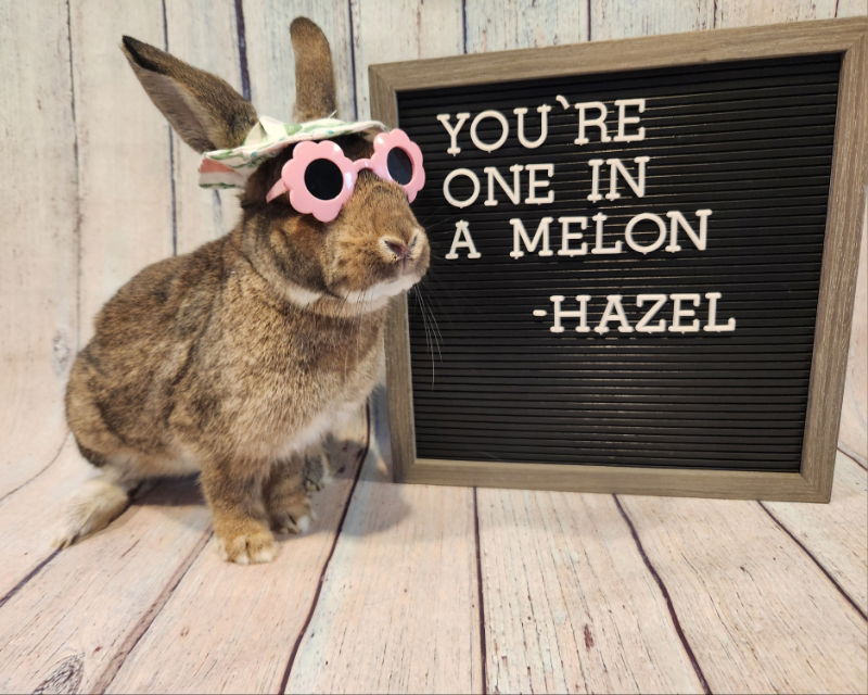 adoptable Rabbit in Columbus, OH named Hazel