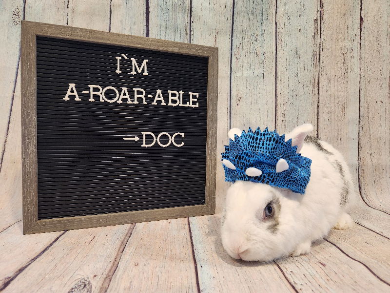 adoptable Rabbit in Columbus, OH named Doc