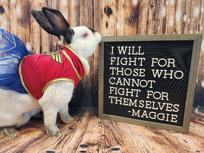 adoptable Rabbit in Columbus, OH named Maggie