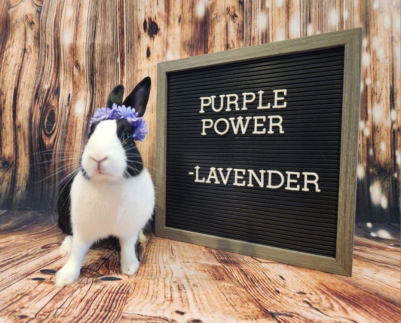 adoptable Rabbit in Columbus, OH named Lavender