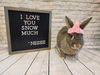 adoptable Rabbit in  named Nessie