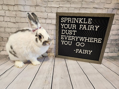 FAIRY - Bunny Rabbit available for adoption