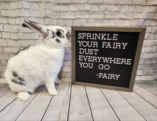 FAIRY - Bunny Rabbit available for adoption