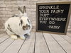 Fairy - Photo 3