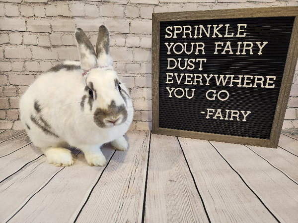 Fairy