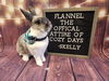 adoptable Rabbit in , OH named Skelly