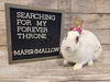adoptable Rabbit in  named Marshmallow